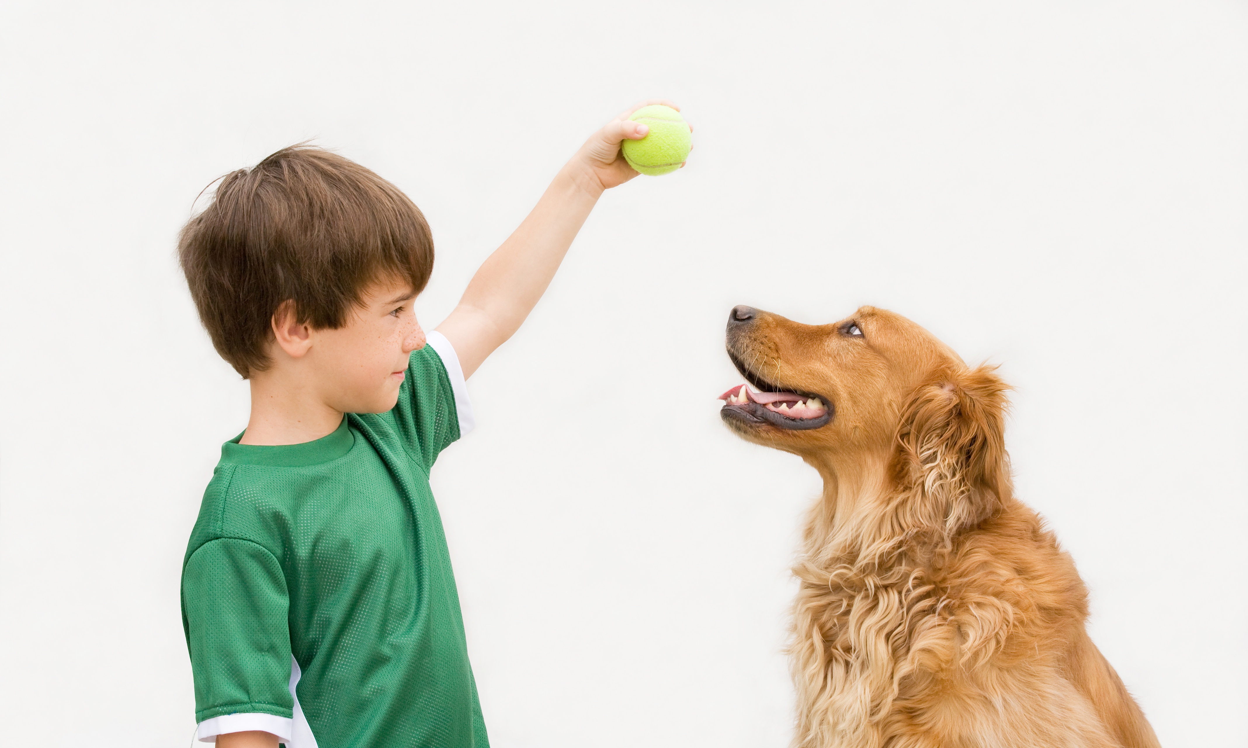 6 dicas para treinar seu cão