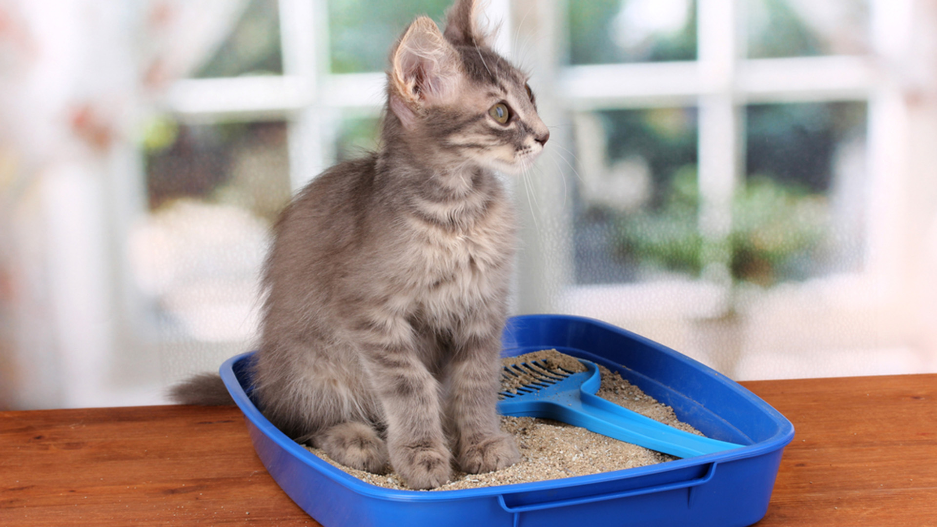 Granulado Sanitário para Gatos