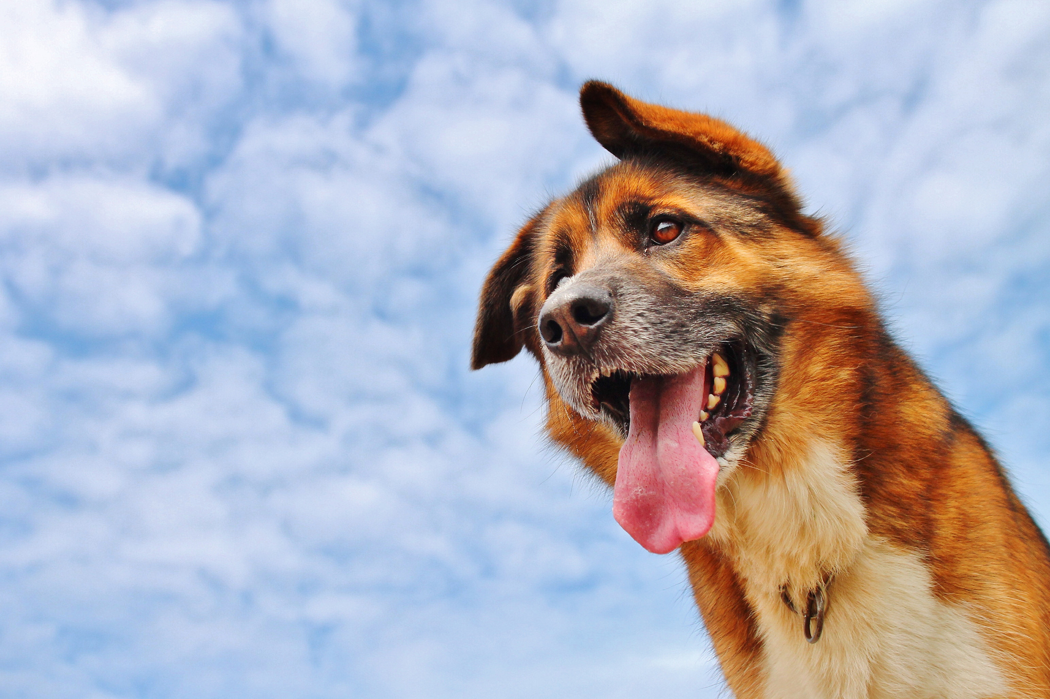 Você sabe porque os Cães ficam com a língua de fora?