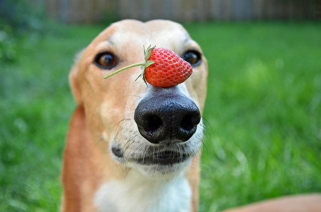 Frutas permitidas para Cães