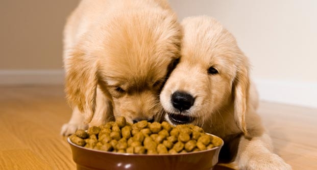 Seu cão come rápido demais?
