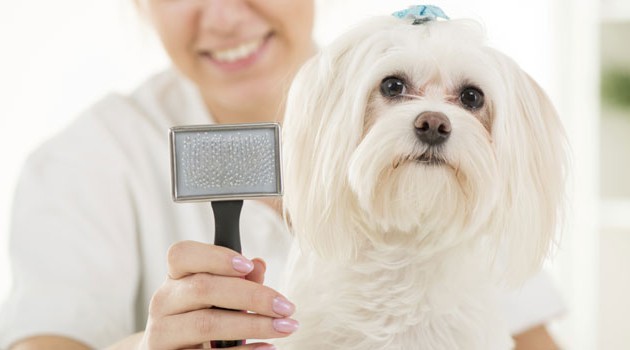 Escovação dos Pets - escolha a escova ideal