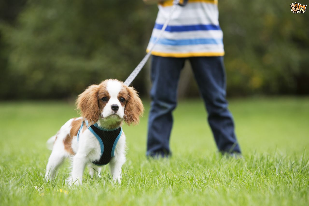 Cuidados durante o passeio com seu Cão