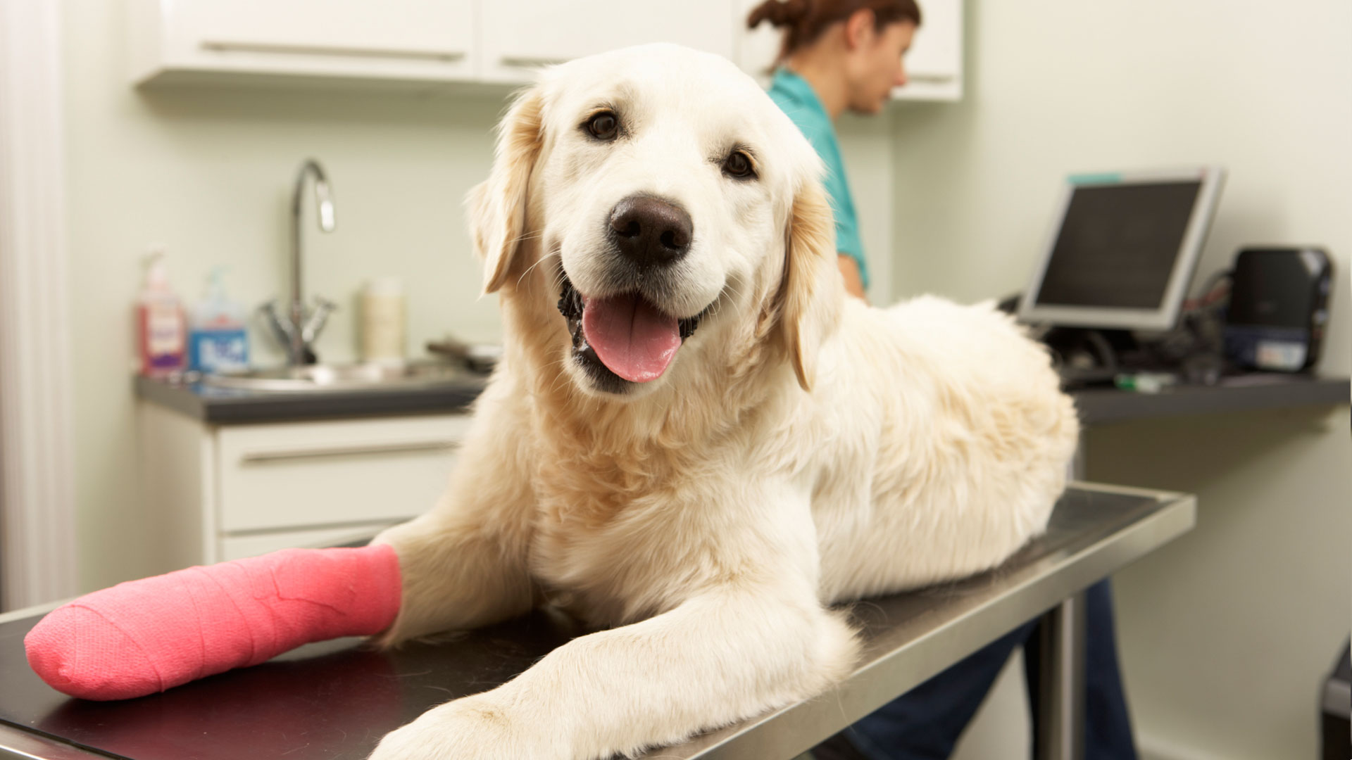 8 Dicas para acalmar seu Cão no Veterinário