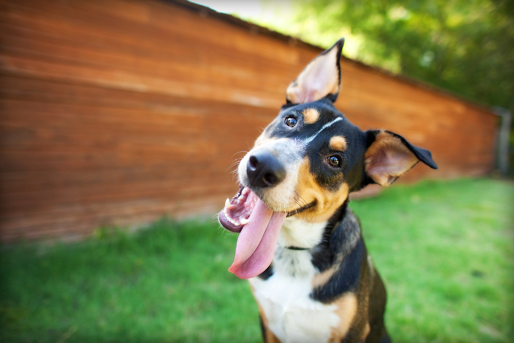 7 dicas para você fazer seu Cão Feliz!