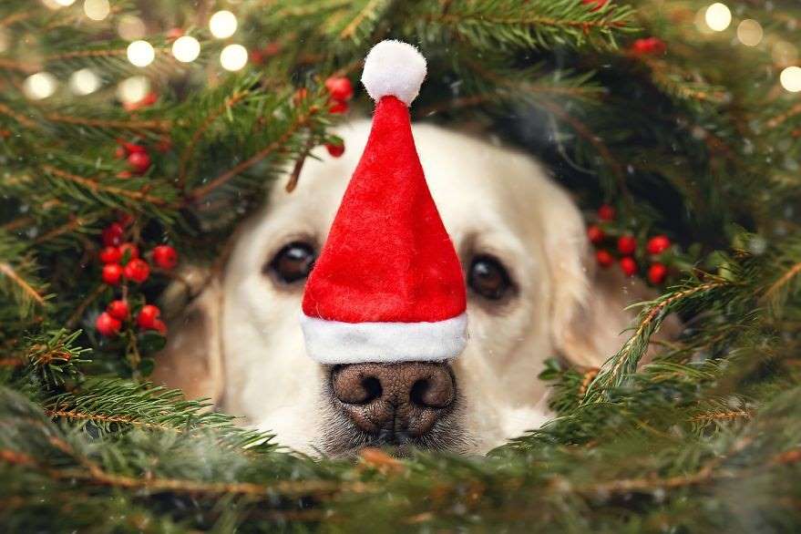 Natal para os Cães!