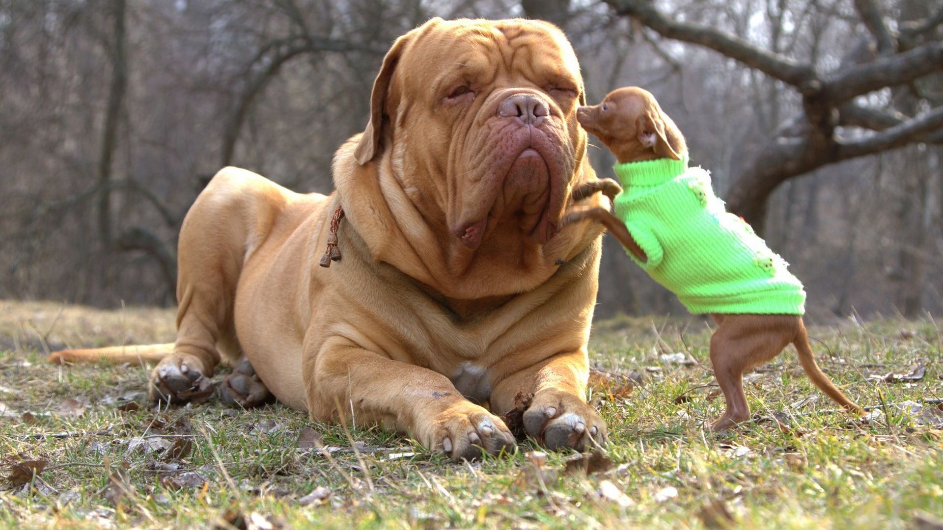 big_dog_with_small_puppy_dog_picture