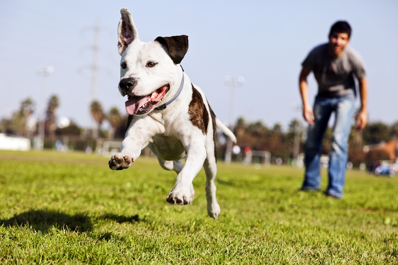 7 dicas de brincadeiras ao ar livre para você e seu cão!