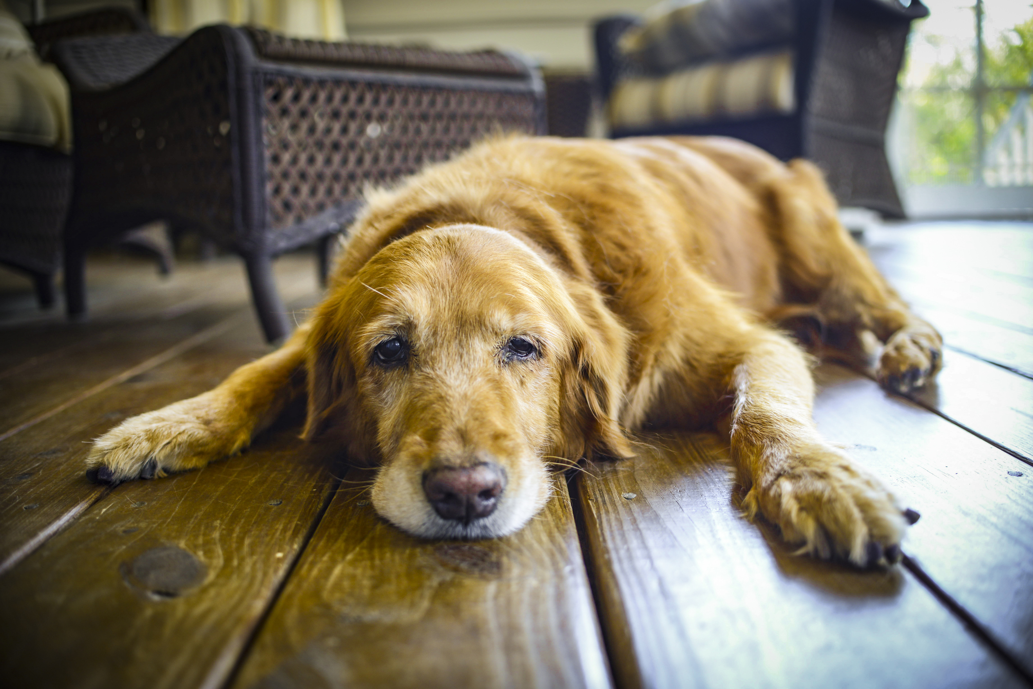 Prevenção da Displasia em Cães