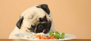 Alimentos saudáveis e permitidos para cães são bons petiscos para variar um pouco a dieta dos peludos.