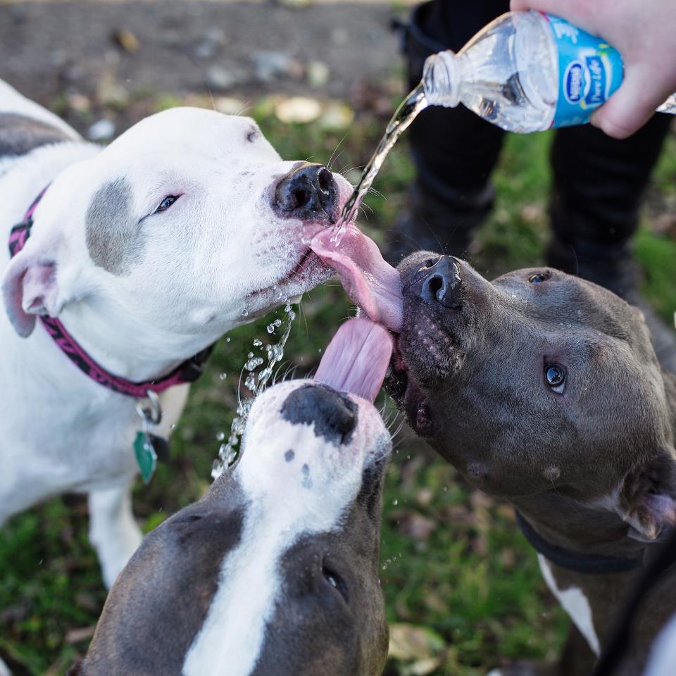 A desidratação é um problema que pode ser fatal para os cães. É importante manter água fresca sempre disponível para o seu peludo.