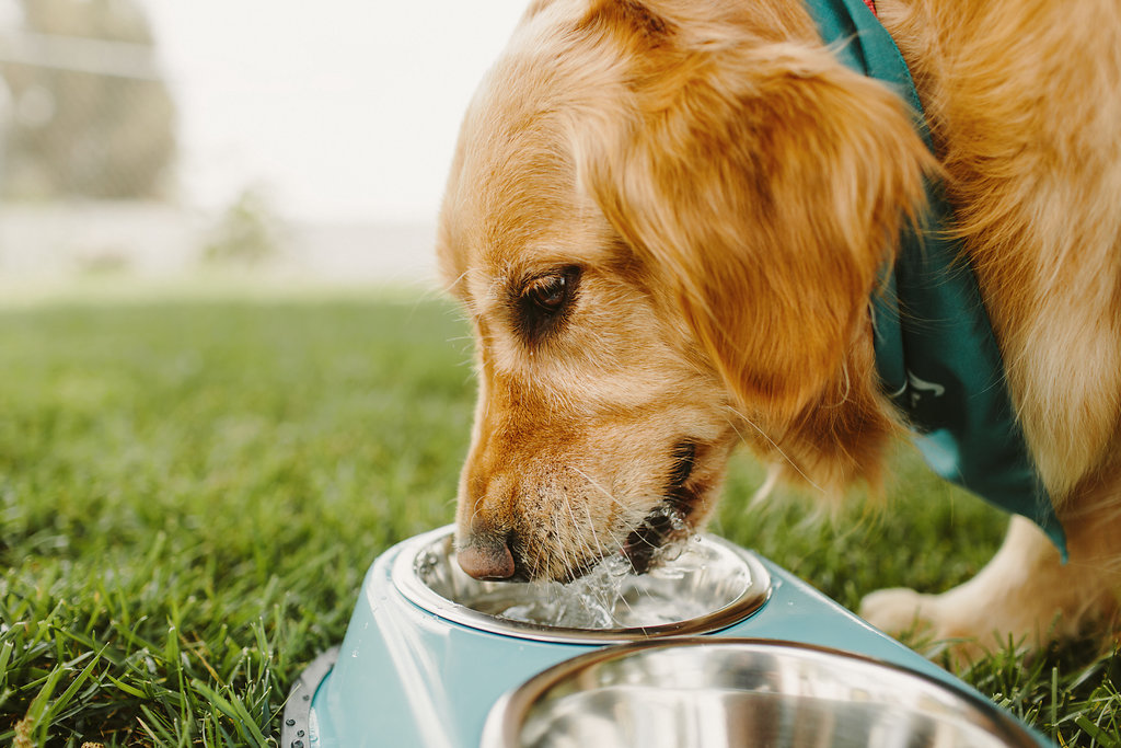 A ingestão de água é fundamental para a saúde dos cães o ano todo.