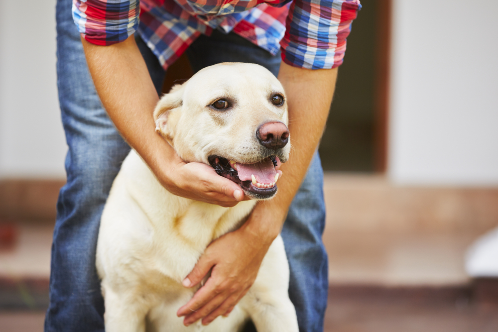 5 Dicas para donos de Cães hiperativos