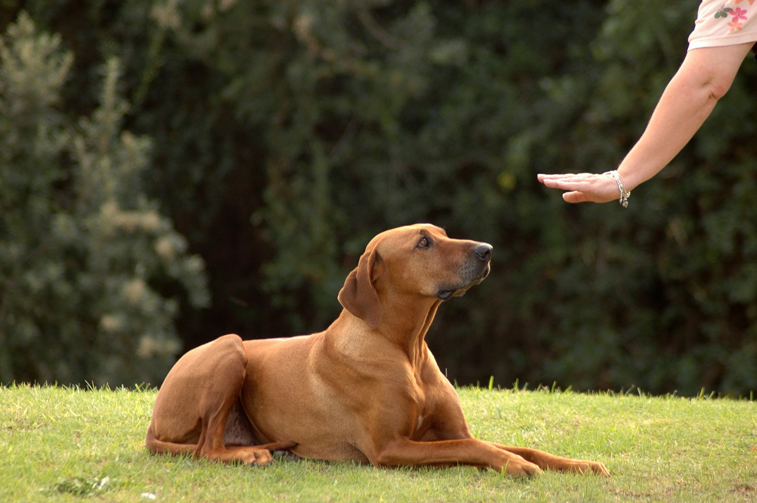 Você mesmo pode ensinar alguns truques para o seu cão, comandos simples como sentar, deitar e ficar podem te ajudar a controlar o seu cão cheio de energia!