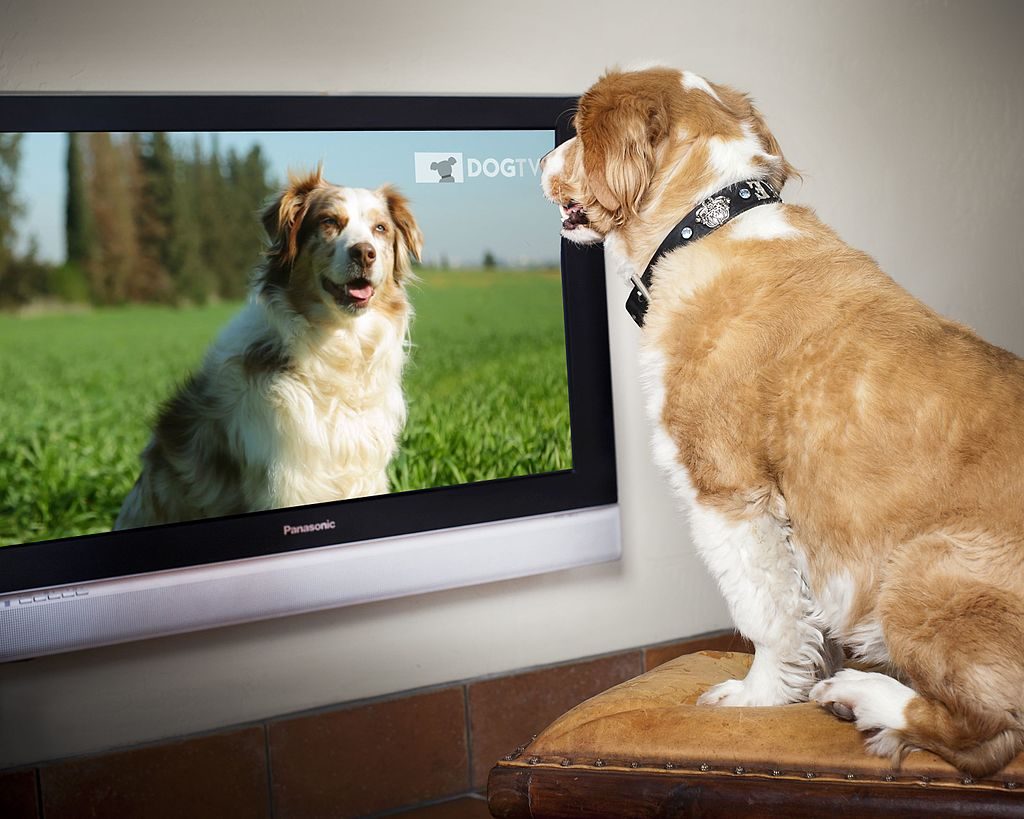 Alguns Cães gostam de assistir TV, experimente canais como o Animal Planet para descobrir se seu cãozinho se interessa!
