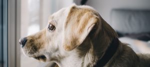 A ansiedade da separação é bastante comum em Cães, mas separamos algumas dicas para acalmá-los enquanto você estiver fora de casa!