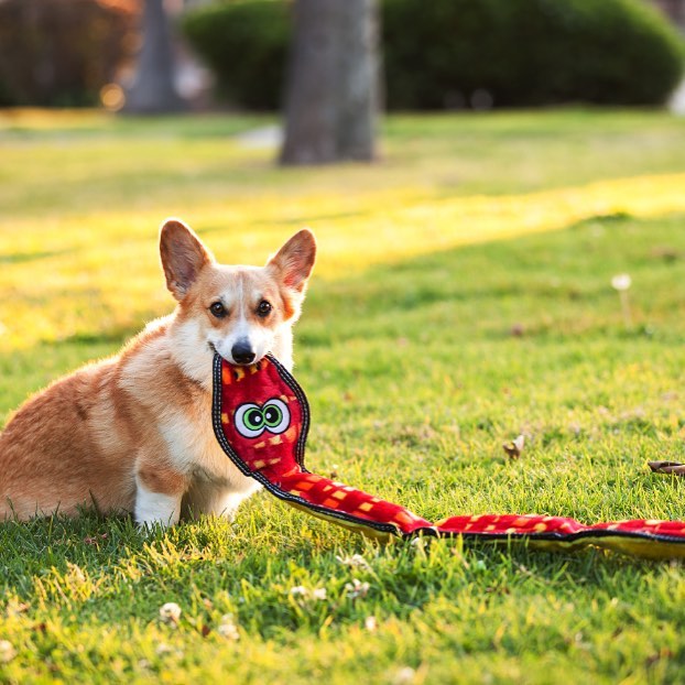 Brinquedos com apito são adorados pela maioria dos cães e viemos te contar o porque disso!