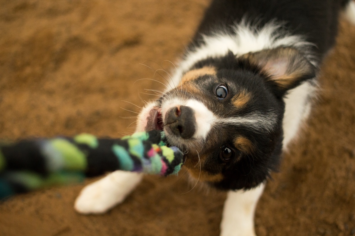 Brincar de Cabo de Guerra estimula os cães mental e fisicamente!
