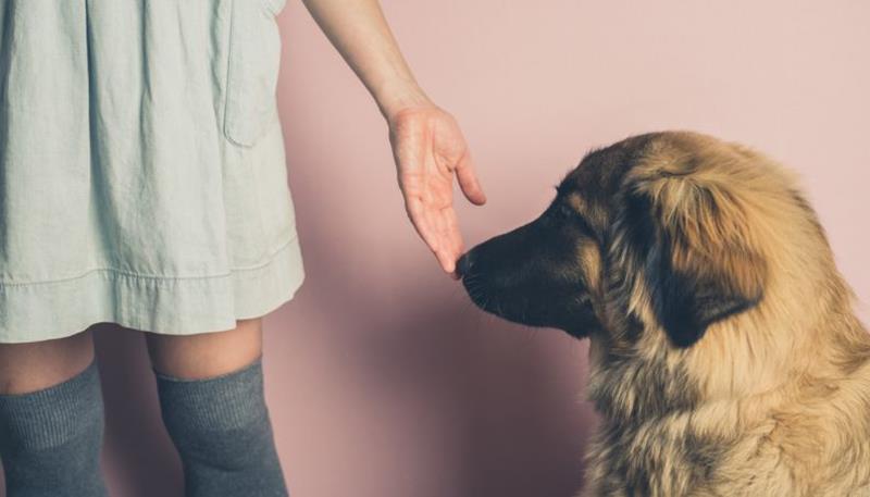 Algumas atitudes dos cães são bem estranhas para nós, mas tudo tem um porque! Desvendamos 6 desses comportamentos para te ajudar a entender melhor seu peludo!