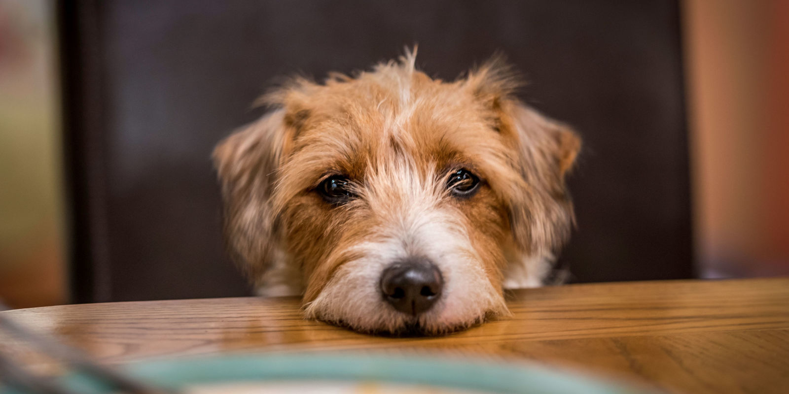 Pedir comida é um comportamento comum entre os cães, muitas vezes reforçado pelo próprio dono. Saiba como reverter isso!