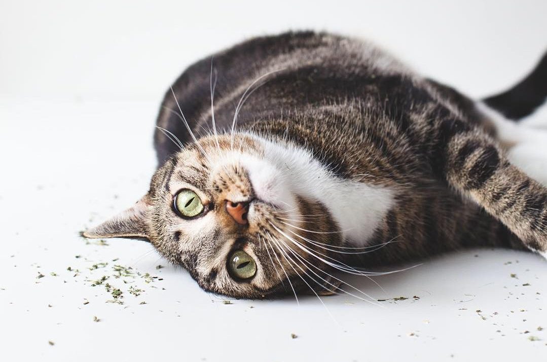 A Erva do Gato pode ser utilizada tanto para acalmar gatos hiperativos como para animar gatos entediados e estressados.