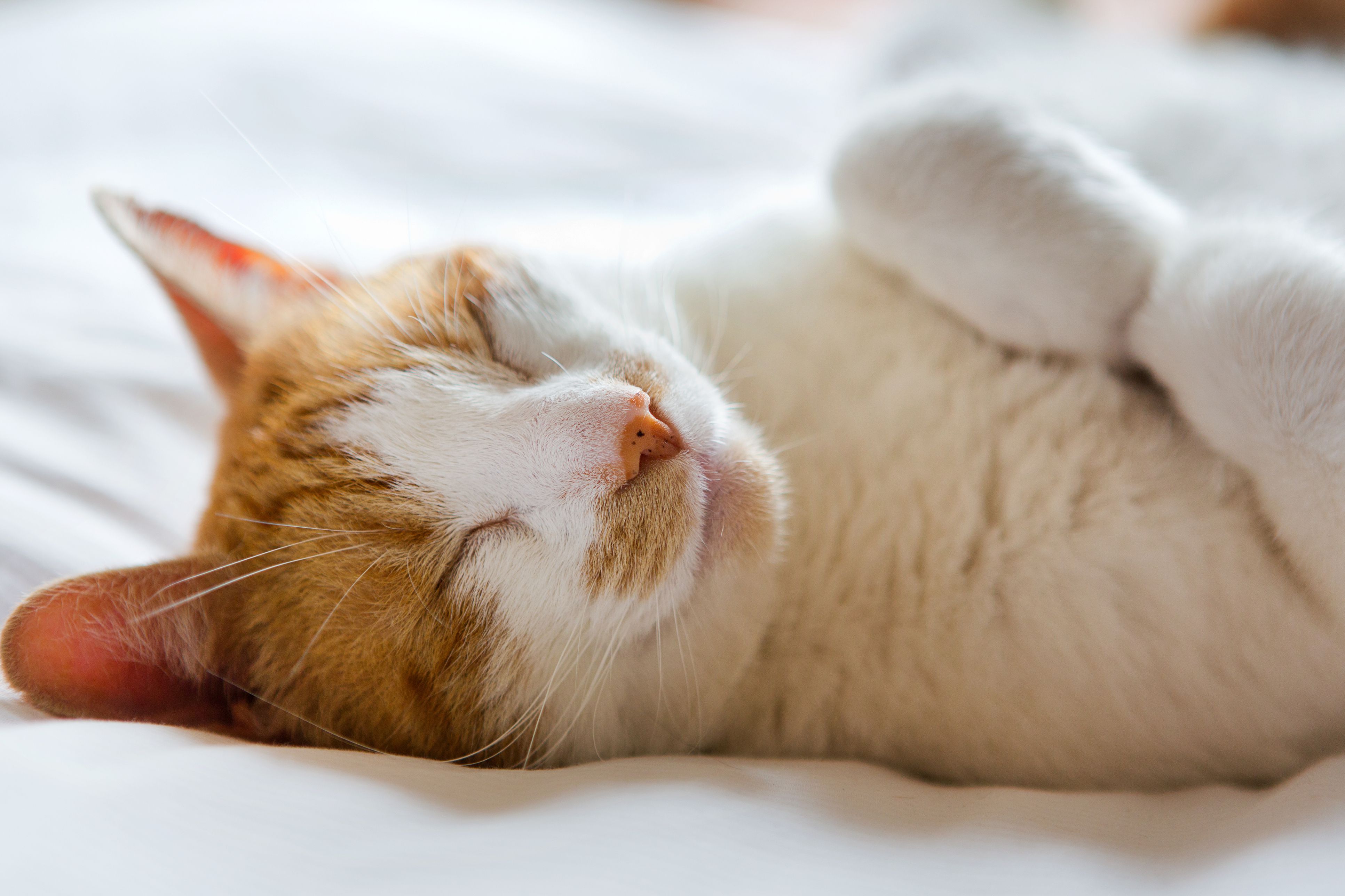 Eles tendem a cair em sono profundo após o uso da erva do gato, isso acontece por que eles acabam gastando muita energia!