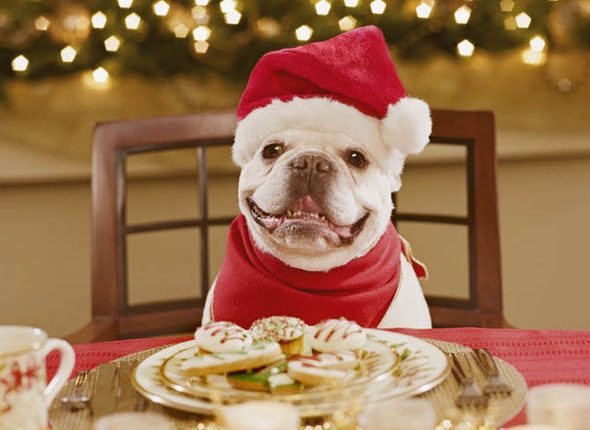 As comidas oferecidas nas Festas são muito gordurosas e podem fazer mal aos pets.