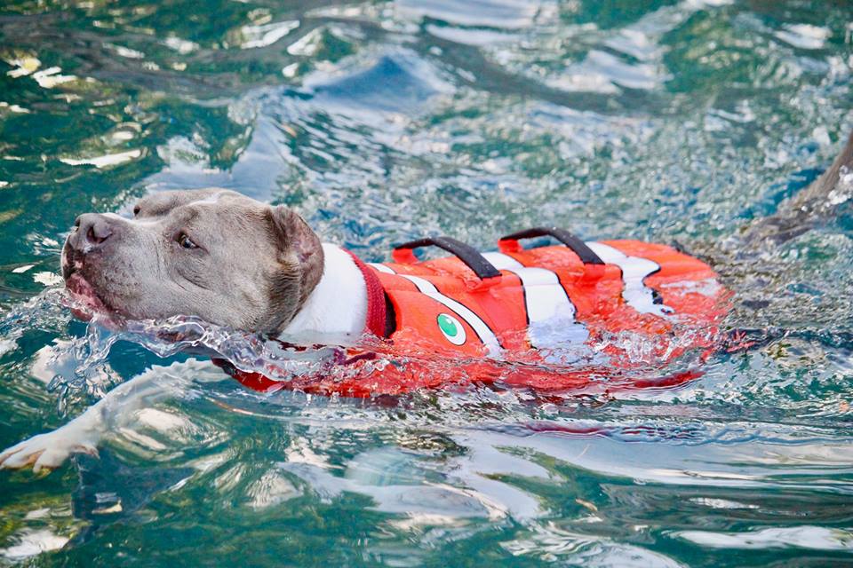 Alguns cães mais pesados, com pernas curtas tem maior dificuldade em se manter na superfície e nesses casos o colete salva-vidas é fundamental!