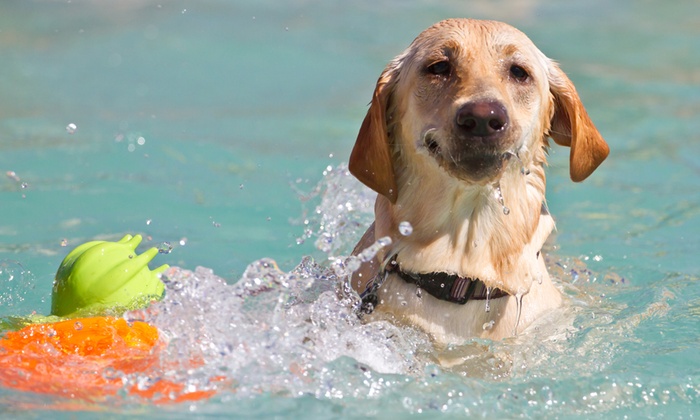 Alguns cães tem maior afinidade com a água e se sentem confortáveis logo no primeiro contato!