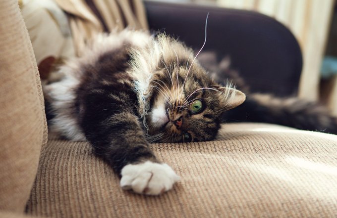 Os móveis mais adorados são os sofás e poltronas. Tente repelir o felino com algum odor que o desagrade!