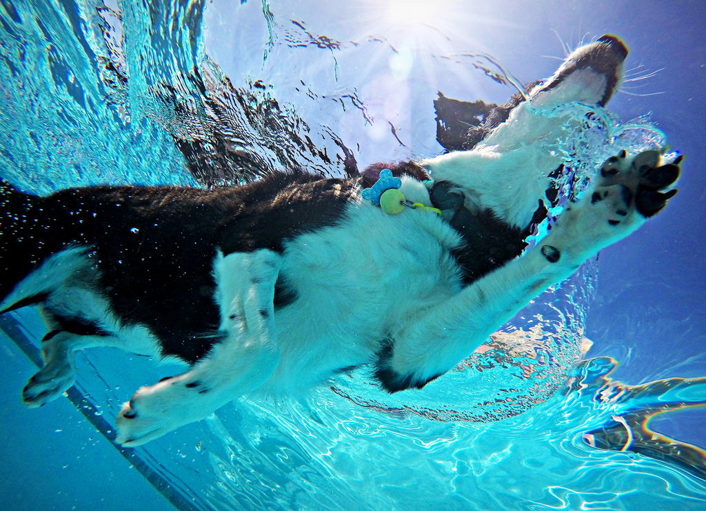 A natação é um ótimo exercício para os cães, mas alguns cuidados são necessários para a prática ser divertida e segura!