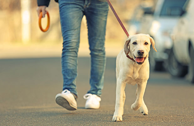 Caminhadas tem um papel importante na rotina dos cães, por isso você precisa se manter motivado e não deixar faltar esse passeio diário!