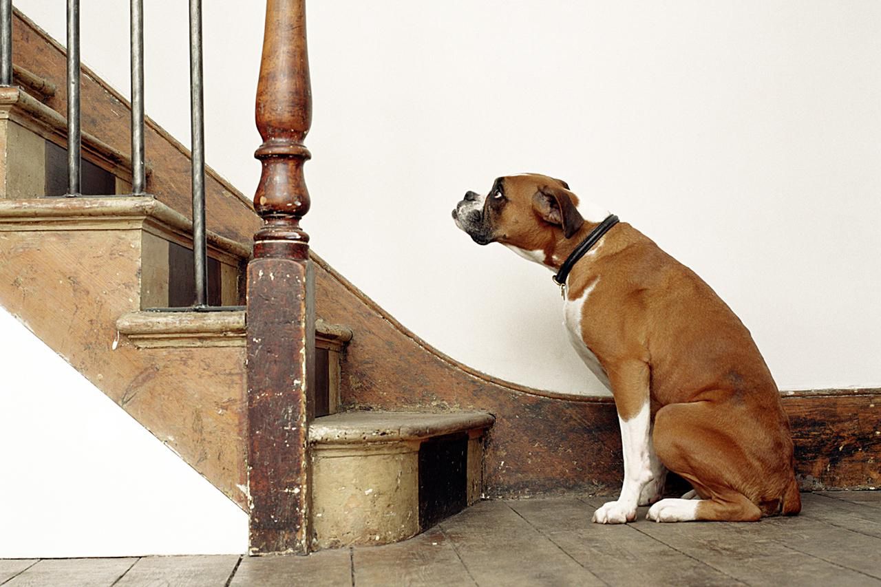 O medo de subir ou descer escada pode ser revertido com treinamento e reforço positivo, você precisa ajudar o seu cão a associar a situação com algo bom!