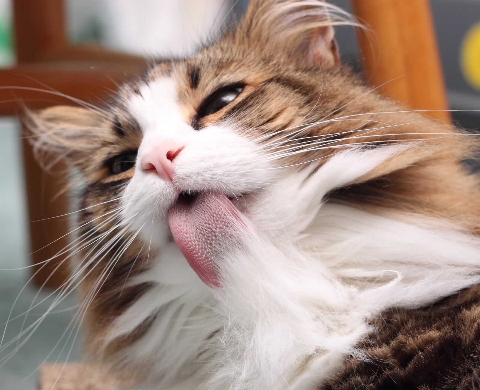 Os gatos usam a língua para se manterem limpos, quando se lambem, pelos grudam na língua e acabam sendo engolidos, causando bolas de pelos no intestino do bichano.