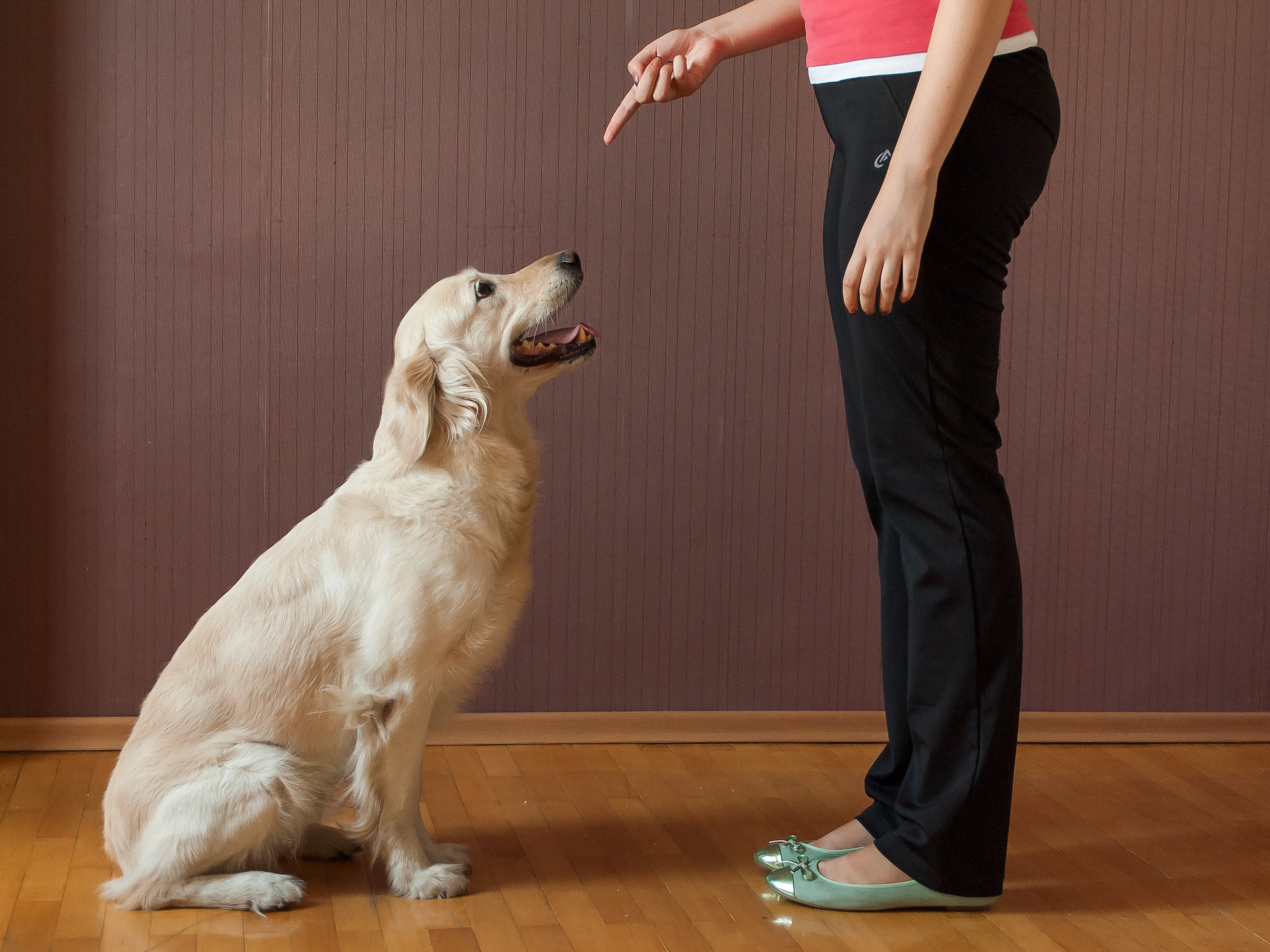 Adestramento adequado pode resolver quase todos os problemas de comportamento do seu cão. Com consistencia e reforço positivo, em pouco tempo os resultados podem ser notados.