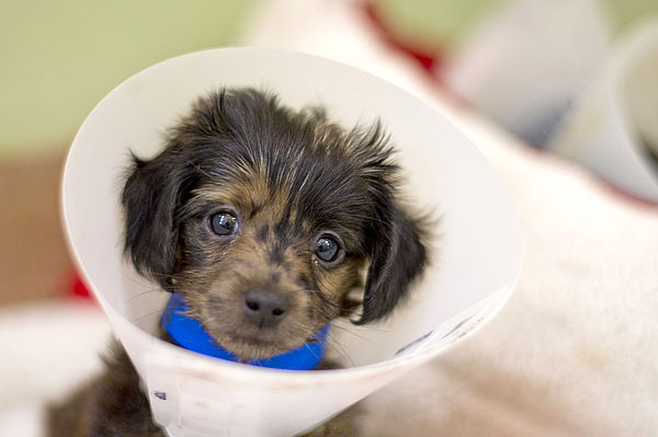 Castração é uma forma eficaz de prevenir problemas de saúde e também ajuda no controle de cães abandonados.