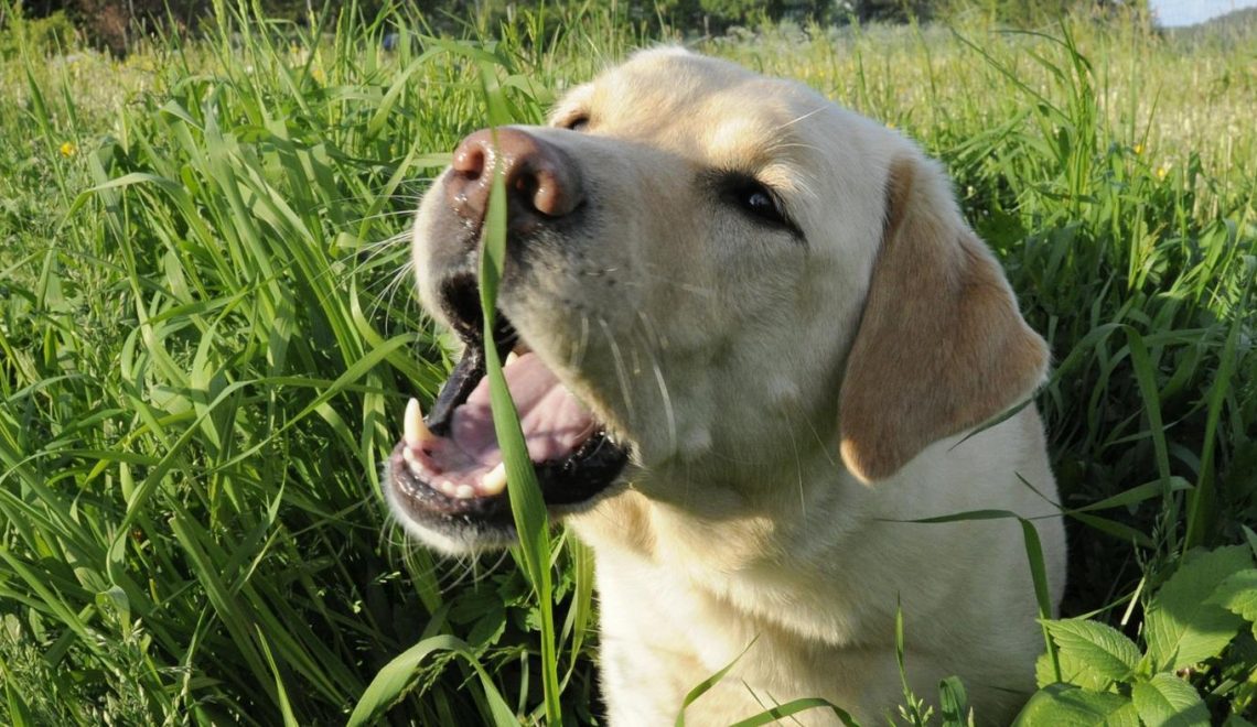 Labrador grande comendo grama ou mato