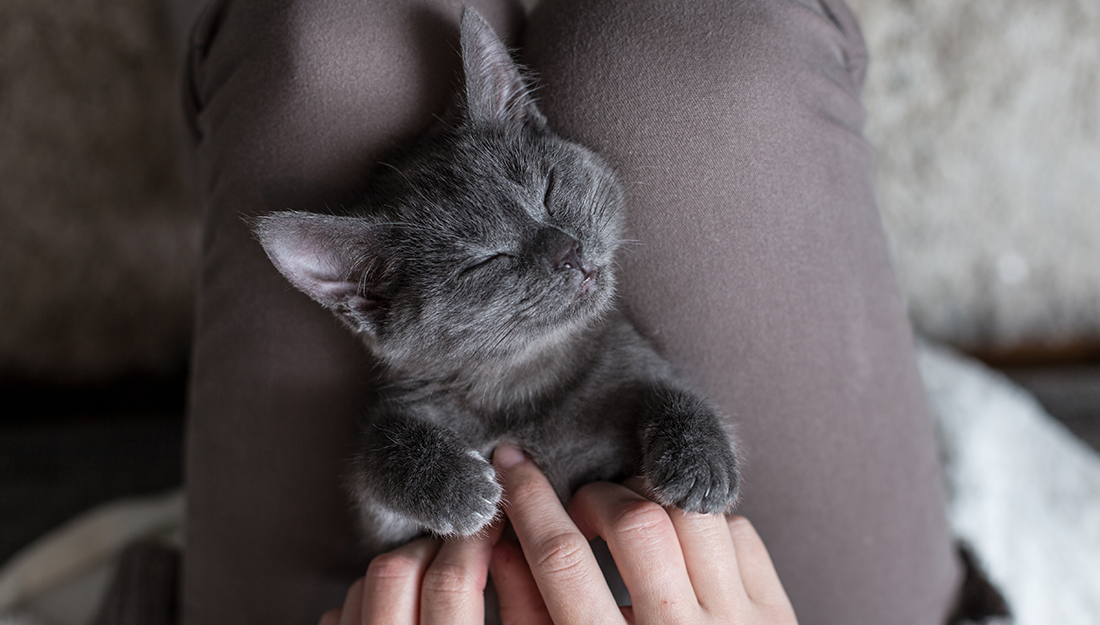 Gatos são pets cheios de personalidade e muito amor pra dar! Listamos 11 fatos sobre eles para você se identificar!