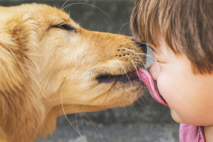 A boca dos cães não é mais limpa que a nossa, mas mesmo assim não existem registros de problemas causados por lambida de cão.
