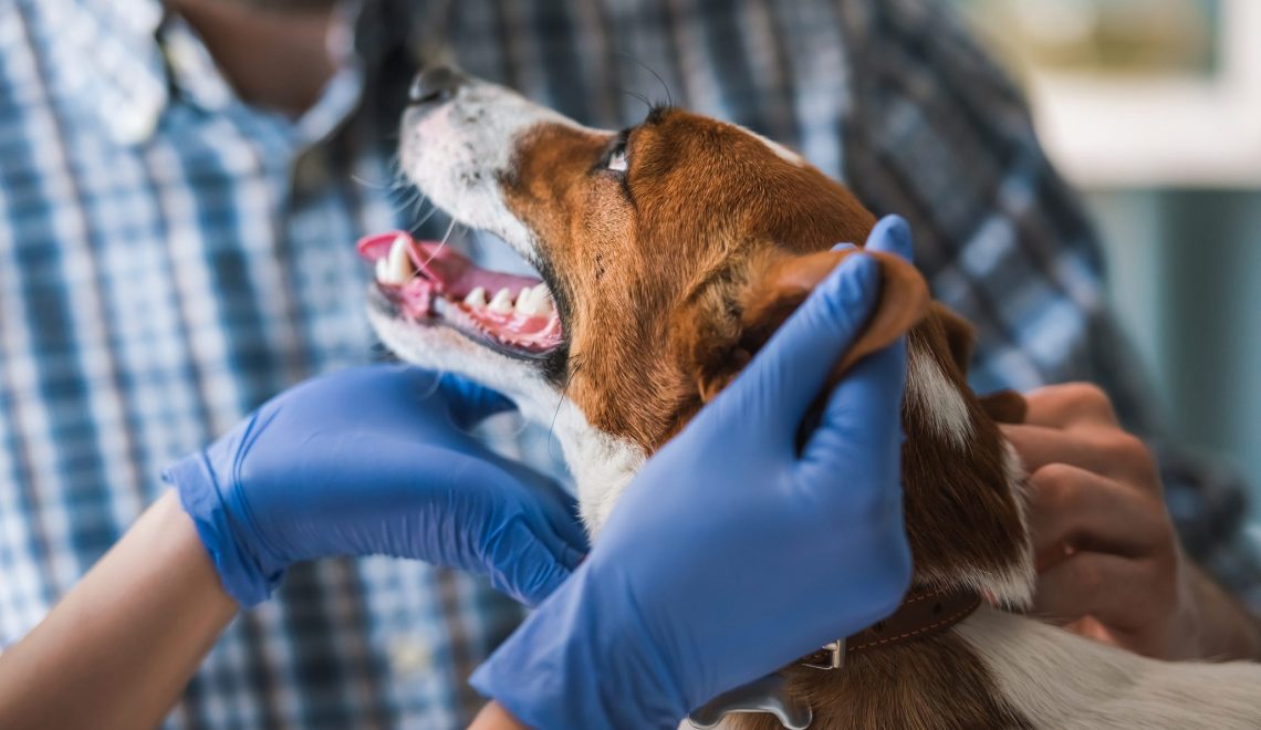 Veterinário: 5 maneiras de fazer seu cão amar o dele