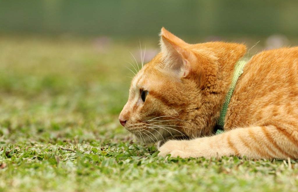 Gatos são caçadores natos e pode acontecer de ele aparecer com animais mortos de presente pra você|