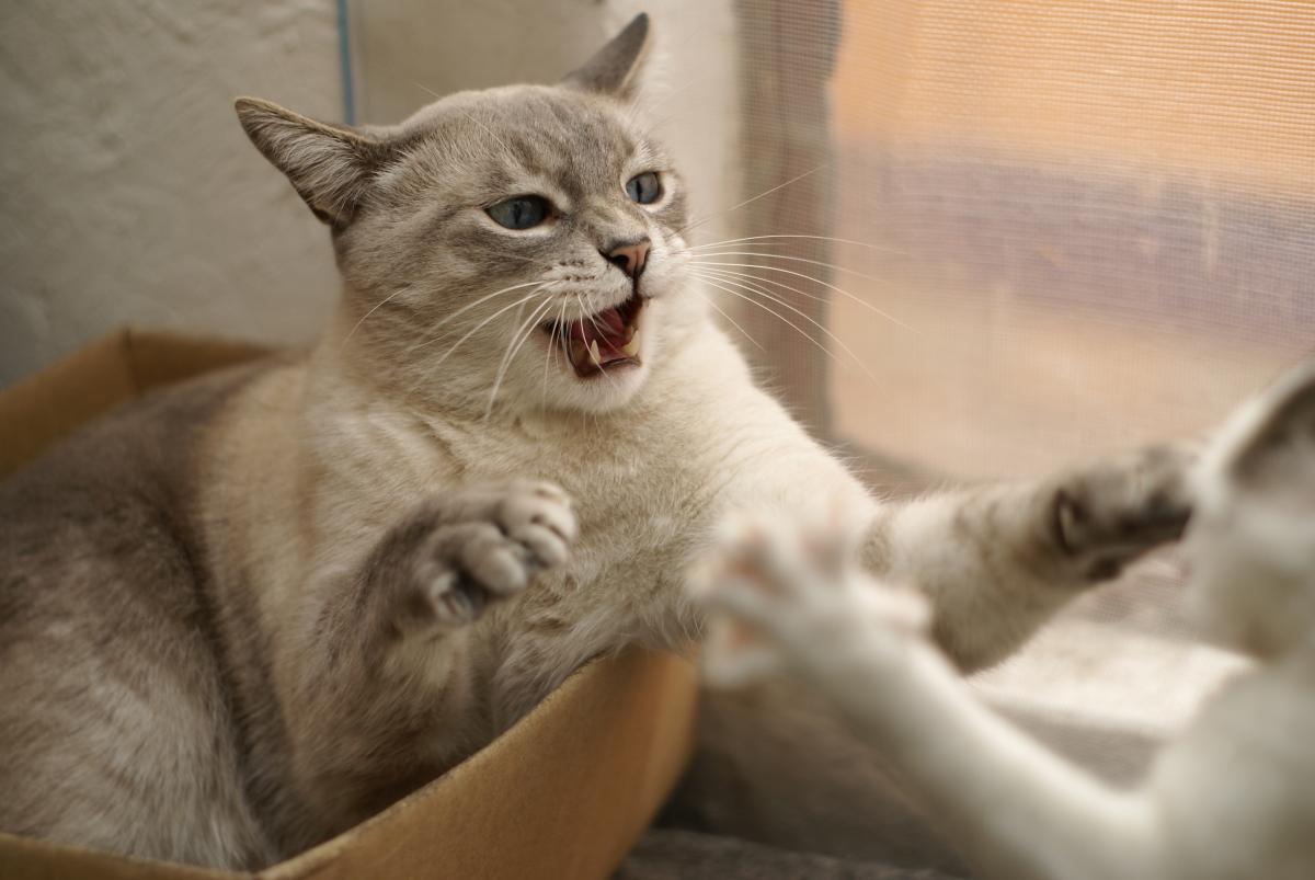 Gatos castrados geralmente convivem melhor com ooutros felinos do mesmo sexo.