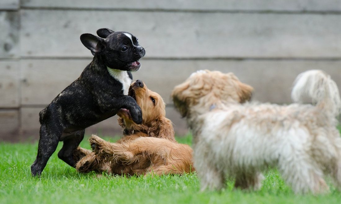 Briga entre cães é algo que todo dono quer evitar, antes de tudo é importante saber diferenciar da brincadeira, e quando deve sim intervir e separar os cães! Saiba mais!