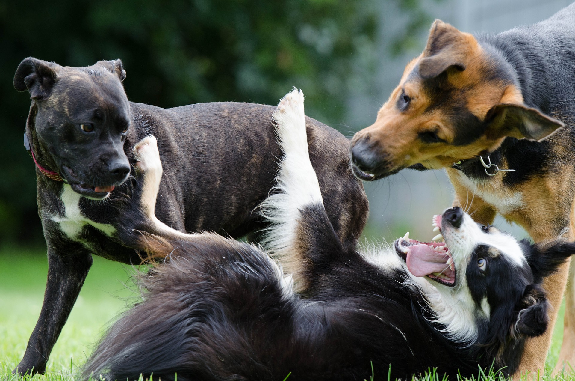 Quando são 3 ou mais cães envolvidos na brincadeira, é mais propenso a evoluir para uma briga. 