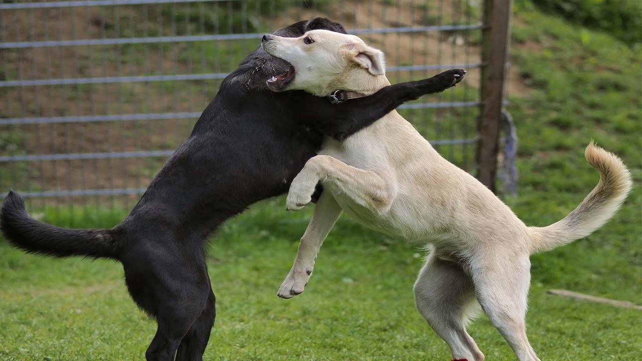 As brincadeiras entre cães geralmente são mais agressivas do que parecem, e por isso é tão dificil diferenciar da briga em si.