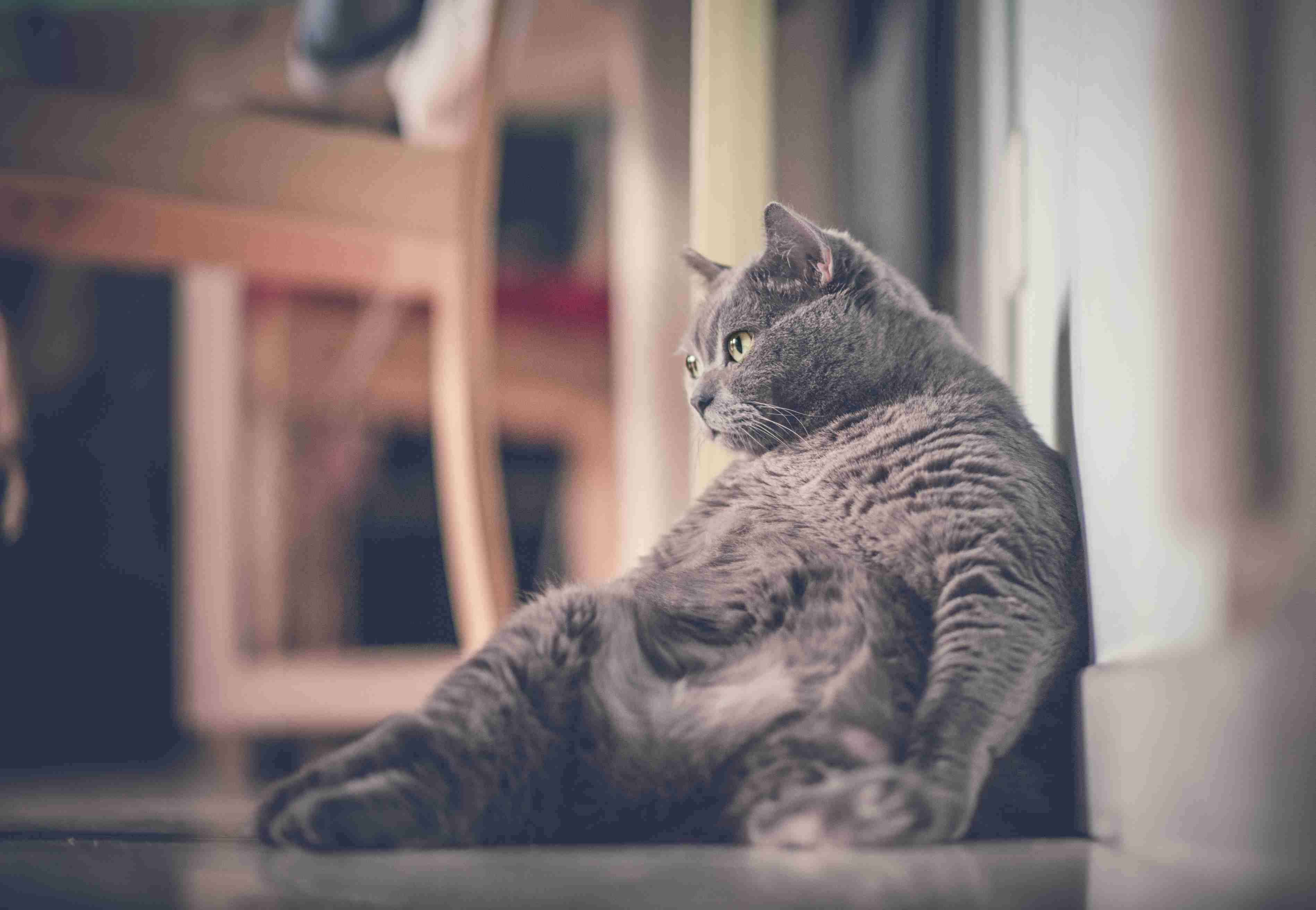 A falta de exercícios também está entre as causas da obesidade em gatos, é possível mantê-los ativos mesmo dentro de casa!