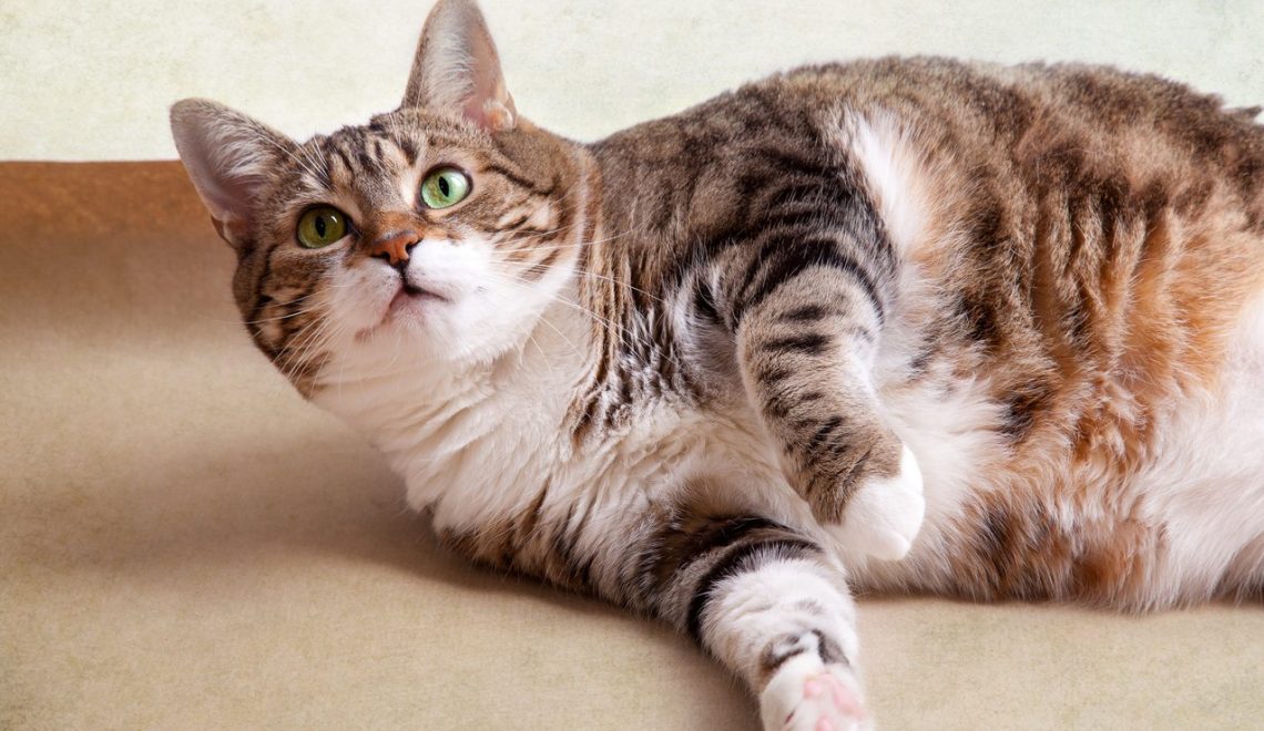 Obesidade em gatos é um problema sério e é total responsabilidade do dono controlar e manter o pet saudável.