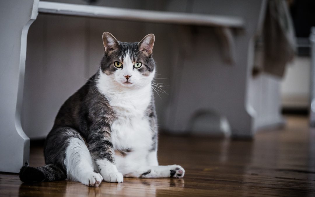 Em consequencia do sobrepeso, os gatos tem maior predisposição a certas doenças.
