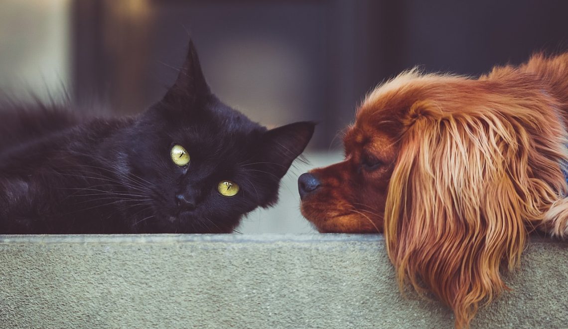Cães e gatos podem sim conviver em harmonia, mas é importante saber como apresentar um ao outro