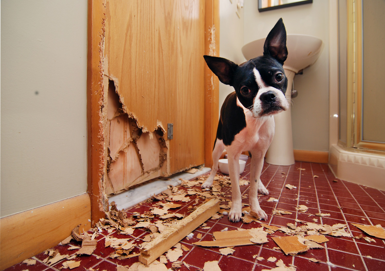 Cuidado, ao punir seu cão você pode agravar ainda mais o mau comportamento